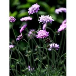 Due-Skabiosa 'Pink Mist' Scabiosa Columbaria 'Pink Mist' 1 Liter Potte -Sirius Butik mi4249 scabiosa columbaria pink mist 3d90