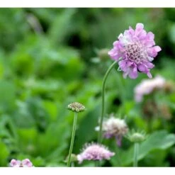 Due-Skabiosa 'Pink Mist' Scabiosa Columbaria 'Pink Mist' 1 Liter Potte -Sirius Butik mi4249 scabiosa columbaria pink mist 9d8e