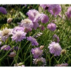 Due-Skabiosa 'Pink Mist' Scabiosa Columbaria 'Pink Mist' 1 Liter Potte -Sirius Butik mi4249 scabiosa columbaria pink mist ba59