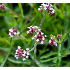 Kæmpe Verbena 'Lollipop' Verbena Bonariensis 'Lollipop' (r) 1 Liter Potte -Sirius Butik mi4252 verbena bonariensis lollipop r 0302