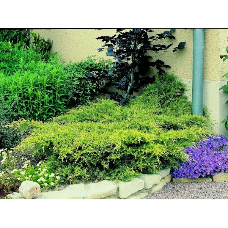 Kinesisk Enebær 'Old Gold' Juniperus Chinensis 'Old Gold' Potte 2,0 Liter,- 20-25 Cm. 5 Kinesisk Enebær 'Old Gold' Juniperus Chinensis 'Old Gold' Potte 2,0 Liter,- 20-25 Cm. - Billede 5