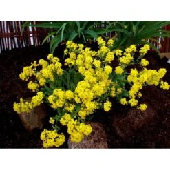 Guldslør Aurina (alyssum) Saxatile 'Goldkugel' 10 Cm. Potte -Sirius Butik mi4348 aurinia saxatalis goldkugel 6c01