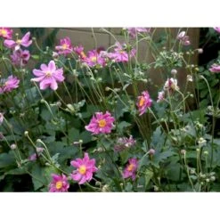 Høstanemone 'Prinz Heinrich' Anemone Japonica-hybrid 'Prinz Heinrich' 1 Liter Potte -Sirius Butik mi4350 anemone hupehensis prinz heinrich 1c08