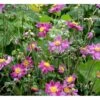 Høstanemone 'Prinz Heinrich' Anemone Japonica-hybrid 'Prinz Heinrich' 1 Liter Potte