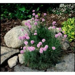 Engelsk Græs 'Rosea Compacta' Armeria Maritima 'Rosea Compacta' 10 Cm. Potte -Sirius Butik mi4369 armeria maritima rosea compacta 0ad8