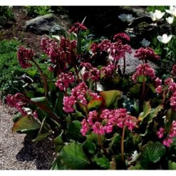 Kæmpestenbræk Bergenia Cordifolia 1 Liter Potte -Sirius Butik mi4371 bergenia cordifolia b231