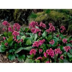 Kæmpestenbræk Bergenia Cordifolia 1 Liter Potte -Sirius Butik mi4371 bergenia cordifolia eee5
