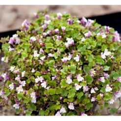 Vedbend-Torskemund Cymbalaria Muralis 'Globosa Rosea' 10 Cm. Potte