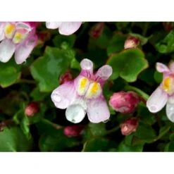 Vedbend-Torskemund Cymbalaria Muralis 'Globosa Rosea' 10 Cm. Potte -Sirius Butik mi4390 cymbalaria muralis globosa rosea 82c8