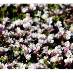 Vedbend-Torskemund Cymbalaria Muralis 'Globosa Rosea' 10 Cm. Potte -Sirius Butik mi4390 cymbalaria muralis globosa rosea b996