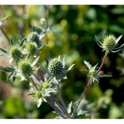 Russisk Mandstro Eryngium Planum Bakke Med 12 Stk. -Sirius Butik mi4395 eryngium planum 2995
