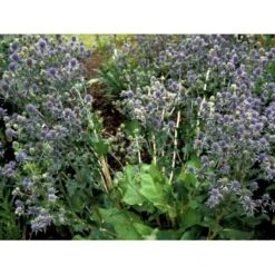 Russisk Mandstro Eryngium Planum Bakke Med 12 Stk. -Sirius Butik mi4395 eryngium planum 2f06