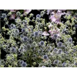 Russisk Mandstro Eryngium Planum Bakke Med 12 Stk. -Sirius Butik mi4395 eryngium planum 59ce