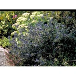 Russisk Mandstro Eryngium Planum 'Blauekappe' 1 Liter Potte -Sirius Butik mi4397 eryngium planum blaukappe 90d8