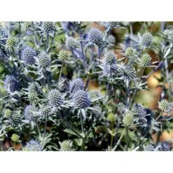 Russisk Mandstro Eryngium Planum 'Blauekappe' 1 Liter Potte