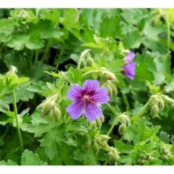 Pragt-Storkenæb 'Rosemoor' Geranium Magnificum 'Rosemoor' 1 Liter Potte -Sirius Butik mi4402 geranium magnificum rosemoor 641a