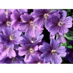 Pragt-Storkenæb 'Rosemoor' Geranium Magnificum 'Rosemoor' 1 Liter Potte -Sirius Butik mi4402 geranium magnificum rosemoor b9e9