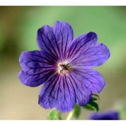 Pragt-Storkenæb 'Rosemoor' Geranium Magnificum 'Rosemoor' 1 Liter Potte -Sirius Butik mi4402 geranium magnificum rosemoor fe12