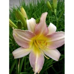 Daglilje 'Catherine Woodbury' Hemerocallis Hybrid 'Catherine Woodbury' Potte 2 Liter. -Sirius Butik mi4407 hemerocallis hybrid catherine woodbury 3754