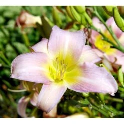 Daglilje 'Catherine Woodbury' Hemerocallis Hybrid 'Catherine Woodbury' Potte 2 Liter.