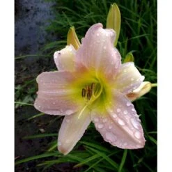 Daglilje 'Catherine Woodbury' Hemerocallis Hybrid 'Catherine Woodbury' Potte 2 Liter. -Sirius Butik mi4407 hemerocallis hybrid catherine woodbury 9976