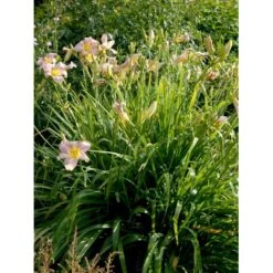 Daglilje 'Catherine Woodbury' Hemerocallis Hybrid 'Catherine Woodbury' Potte 2 Liter. -Sirius Butik mi4407 hemerocallis hybrid catherine woodbury f58c