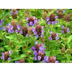 Storblomstret Brunelle Prunella Grandiflora 1 Liter Potte -Sirius Butik mi4463 prunella grandiflora 201d