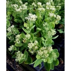 Kinesisk Sankhansurt 'Iceberg' Sedum Spectabile 'Iceberg' 1 Liter Potte -Sirius Butik mi4480 sedum spectabile iceberg 72d8