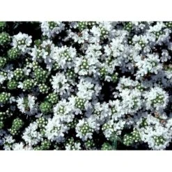 Smalbladet Timian 'Albiflorus' Thymus Praecox 'Albiflorus' 10 Cm. Potte -Sirius Butik mi4492 thymus praecox albiflorus e6ae