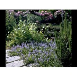 Læge ærenpris 'Allgrün' Veronica Officinalis 'Allgrün' 10 Cm. Potte 7 Læge ærenpris 'Allgrün' Veronica Officinalis 'Allgrün' 10 Cm. Potte -Sirius Butik mi4497 veronica officinalis allgruen d9df