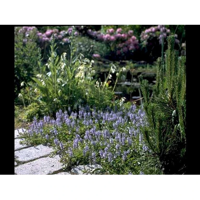 Læge ærenpris 'Allgrün' Veronica Officinalis 'Allgrün' 10 Cm. Potte 4 Læge ærenpris 'Allgrün' Veronica Officinalis 'Allgrün' 10 Cm. Potte - Billede 4