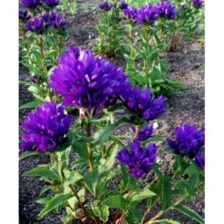 Nøgleklokke 'Superba' Campanula Glomerata 'Superba' 1 Liter Potte -Sirius Butik mi450 campanula glomerata superba 17f9