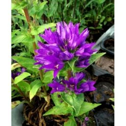 Nøgleklokke 'Superba' Campanula Glomerata 'Superba' 1 Liter Potte -Sirius Butik mi450 campanula glomerata superba 48da