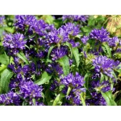 Nøgleklokke 'Superba' Campanula Glomerata 'Superba' 1 Liter Potte -Sirius Butik mi450 campanula glomerata superba 4eaf