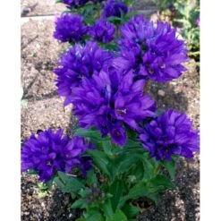 Nøgleklokke 'Superba' Campanula Glomerata 'Superba' 1 Liter Potte -Sirius Butik mi450 campanula glomerata superba 5b91