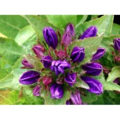 Nøgleklokke 'Superba' Campanula Glomerata 'Superba' 1 Liter Potte -Sirius Butik mi450 campanula glomerata superba dfeb