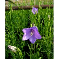 Smalbladet Klokke Campanula Persicifolia 1 Liter Potte -Sirius Butik mi451 campanula persicifolia 3441