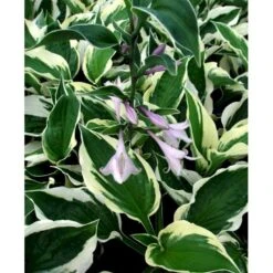 Funkia 'Patriot' Hosta Hybrid 'Patriot' 2 Liter Potte 5 Funkia 'Patriot' Hosta Hybrid 'Patriot' 2 Liter Potte -Sirius Butik mi4550 hosta patriot 2e93