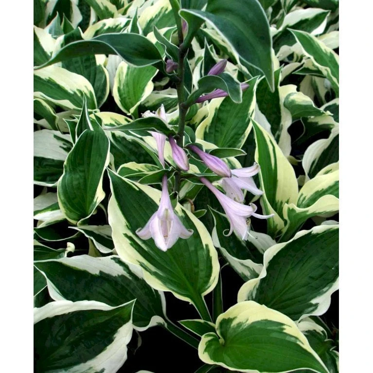 Funkia 'Patriot' Hosta Hybrid 'Patriot' 2 Liter Potte 3 Funkia 'Patriot' Hosta Hybrid 'Patriot' 2 Liter Potte - Billede 3