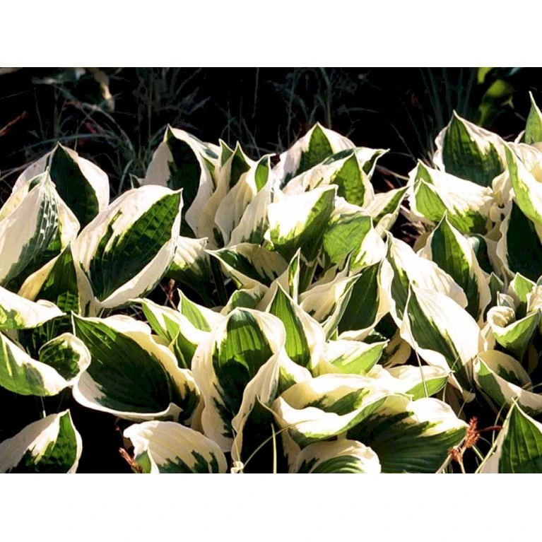 Funkia 'Patriot' Hosta Hybrid 'Patriot' 2 Liter Potte 1 Funkia 'Patriot' Hosta Hybrid 'Patriot' 2 Liter Potte
