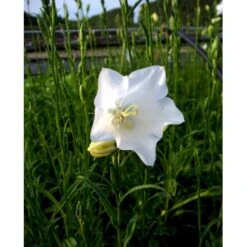 Smalbladet Klokke 'Alba' Campanula Persicifolia 'Alba' 1 Liter Potte -Sirius Butik mi455 campanula persicifolia alba 99aa