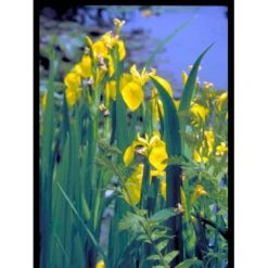 Gul Iris Iris Pseudoacorus 1 Liter Potte -Sirius Butik mi4561 iris pseudacorus 7018