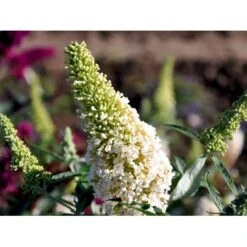 Sommerfuglebusk Buzz 'Ivory' Buddleja Buzz 'Ivory' 3,0 Liter Potte -Sirius Butik mi4566 buddleja davidii buzz tm ivory 3d08