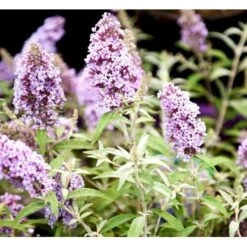 Sommerfuglebusk Buzz 'Sky Blue' Buddleja Buzz 'Sky Blue' 3,0 Liter Potte -Sirius Butik mi4567 buddleja davidii buzz tm sky blue f470
