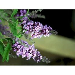 Sommerfuglebusk Buzz 'Violet' Buddleja Buzz 'Violet' 3,0 Liter Potte -Sirius Butik mi4568 buddleja davidii buzz tm violet 2355