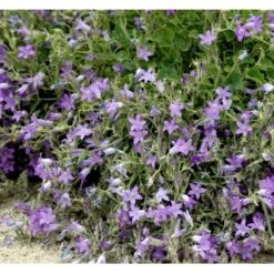 Krybeklokke Campanula Portenschlagiana 10 Cm. Potte -Sirius Butik mi456 campanula portenschlagiana 5eb6