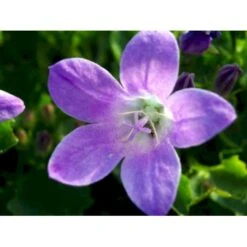 Krybeklokke Campanula Portenschlagiana 10 Cm. Potte -Sirius Butik mi456 campanula portenschlagiana 64dd