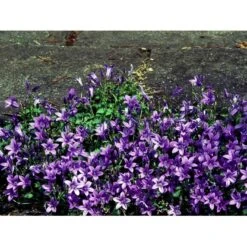 Krybeklokke Campanula Portenschlagiana 10 Cm. Potte -Sirius Butik mi456 campanula portenschlagiana c1ec
