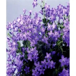 Krybeklokke Campanula Portenschlagiana 10 Cm. Potte -Sirius Butik mi456 campanula portenschlagiana d9fa