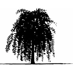 Sibirisk ærtetræ Caragana Arborescens Solitær Busk 150-175 Cm. - Med Klump -Sirius Butik mi461 caragana arborescens 3442